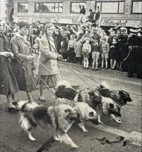 5 Wolfsspitze ,,vom Gleisdreieck'' laufen auf dem Welt-Tierschutz-Tag 04.10.1956 durch Hamburg