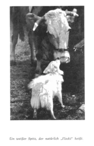 So klein er ist - er setzt sich durch!
aus ,,Ein Herz und eine Seele' – Das kleine Buch vom Hund", 1958 von Hans Georg Benz