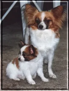 Papillon