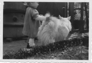 Großspitz-Rüde Peppi 1956 mit „seinem“ Kind auf dem Weg zum Sandkasten
