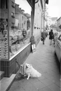 Spitz auf einem Gehweg vor einem Lebensmittelgeschäft