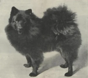 Schwarzer Großspitz Morro v. d. Elster (1909)
(ZB-Nr. 333, WT. 02.02.1905)
Bes. Kunibert Scharke, Z. TA Teutschbein