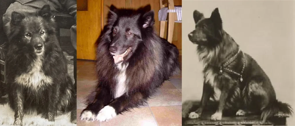 Drei Westfälische schwarze Wolfsspitz im Vergleich: links aus dem Jahr1914, in der Mitte mein Rüde Griepto im Jahr 2003 und rechts eine Hündin unbekannten, wahrscheinlich aber ähnlich alten Datums wie der Spitz auf dem linken Bild