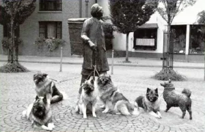 Ein Bild der Skulptur des Kiepenkerls aus Breyall mit seinem Spitz von 1995, dem Spitzfreunde noch die Leinen fünf weiterer Wolfsspitze an die Hand gebunden haben.