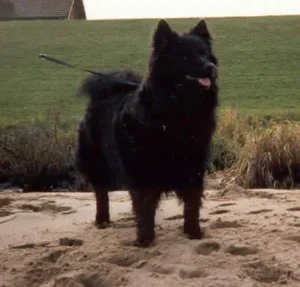 Schwedischer Lapphund