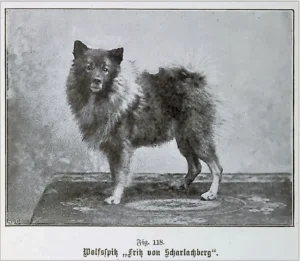 Aus Unsere Hunde - Form und Leben des Hundes, Dr. A. Ströse, Kapitel Spitze von Emil Ilgner, Verlag von J. Neumann - 1902, Fig 118