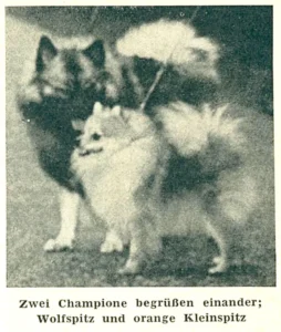 Champions unter sich - Wolfsspitz und orange Kleinspitz (1965)