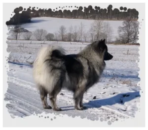 GREY EYOTA von den fidelen Pfoten