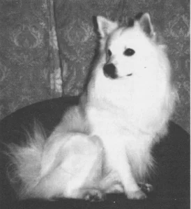 Großspitz
Axel vom Rehhof
1984