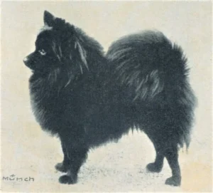 Kleinspitz
Tipsi v. d. Roemerquelle
Weltsieger 1956
Z. u. Bes. Frau Gertrud Roemer, Berlin