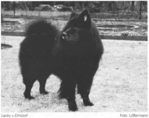 Schwarzer Großspitz
Lacky vom Elmdorf
1991