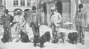 Spitze auf der Zuchtschau Leipzig 1909