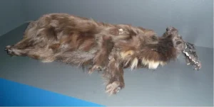 Der Torfhund von Burlage bei Rhauderfehn