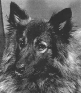 Wolfsspitz