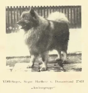 Wolfsspitz
Hartherz vom Donaustrand
(aus Zuchtbuch Bd. XXX, 1949)