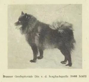 Großspitz, braun
Dix von der Sengbachquelle
(aus Zuchtbuch Bd. XXX, 1949)