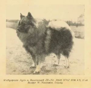 Wolfsspitz
Agilo von der Bauernmark
aus Zuchtbuch 1951