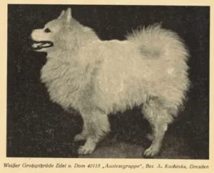 Großspitz, weiß
Edel vom Dom
aus Zuchtbuch 1951