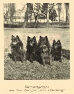 Kleinspitzgruppe
vom Oderberg
aus Zuchtbuch 1951