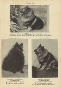 Kongo v. d. Roßbachhöhe
Jettchen v. d. Roßbachhöhe
Range v. Birkenhain
aus dem Zuchtbuch von 1963