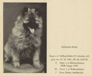 Wolfsspitzrüde
Sepp v. d. Roßbachhöhe
8 Wochen alt
(Zuchtbuch 1963)