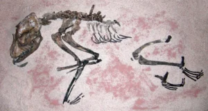 Eines der Skelette der am Ufer des Hornborgasees gefundenen sog. Almeöhunde
(Falbygdens_Museum)