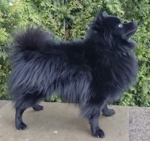 BON JOVI  von der Böhmer Mühle