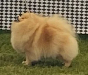 oranger Pomeranian