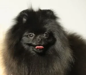 Schwarzer Pomeranian