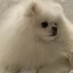 weißer Pomeranian