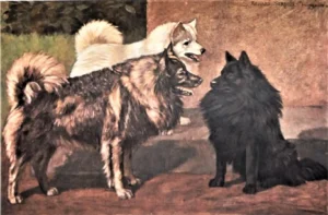Abbildung von 1904: drei verschiedene große Spitze in drei Farben: braun, isabell und schwarz
aus: Strebel, Richard - Die Deutschen Hunde Bd. I, Verlag Eduard Koch, München 1904.