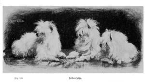 1902 Ströse, A., Unsere Hunde, Ein Lehr- und Handbuch für Züchter, Preisrichter, Dresseure und Hundefreunde, Erster Band, S. 344