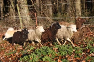 Hütende Spitze 2016
[Foto: © J. Jakob – www.dorfspitz.de]