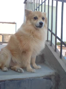 Indian Spitz 09