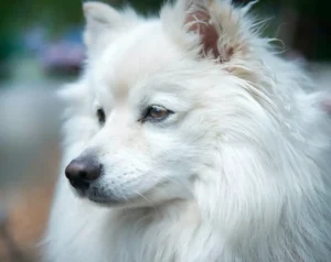 Indian Spitz 12