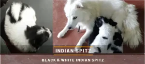 Indian Spitz 39