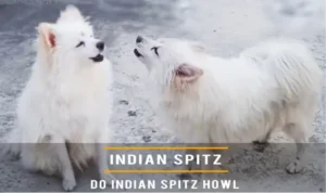 Indian Spitz 41