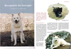 Schweizer Hundemagazin Nr. 2, März / April 2004, S. 38 f
Rasseportrait: der Grossspitz