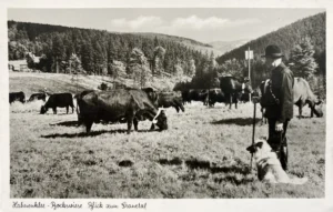 Wolfsspitz beim Rinderhüten
